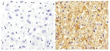 Anti-Apolipoprotein A1 antibody [6001] used in IHC (Paraffin sections) (IHC-P). GTX15660