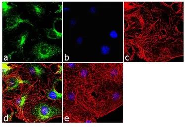 Anti-Bid antibody [23F7] used in Immunocytochemistry/ Immunofluorescence (ICC/IF). GTX15667
