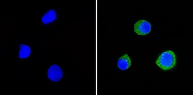 Anti-CD58 antibody [TS2/9] used in Immunocytochemistry/ Immunofluorescence (ICC/IF). GTX15669