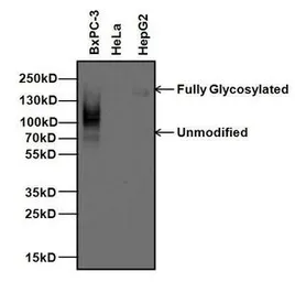 Anti-CD66e antibody [1106] used in Western Blot (WB). GTX15677
