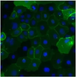 Anti-CD66e antibody [1106] used in Immunocytochemistry/ Immunofluorescence (ICC/IF). GTX15677