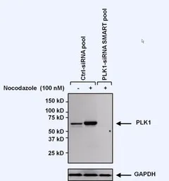 Anti-PLK1 antibody [13E8] used in Western Blot (WB). GTX15779