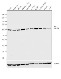 Anti-PLK1 antibody [13E8] used in Western Blot (WB). GTX15779