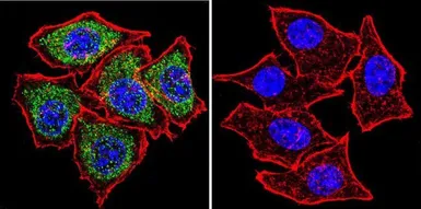 Anti-PLK1 antibody [13E8] used in Immunocytochemistry/ Immunofluorescence (ICC/IF). GTX15779