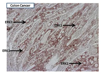 Anti-ERK1 antibody [12D11] used in IHC (Paraffin sections) (IHC-P). GTX15780