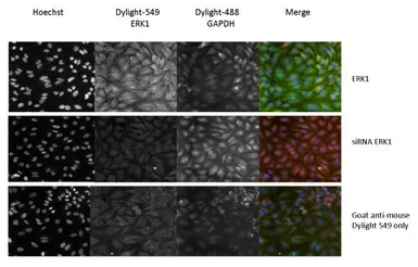 Anti-ERK1 antibody [12D11] used in Immunocytochemistry/ Immunofluorescence (ICC/IF). GTX15780