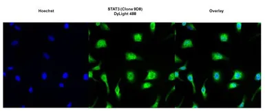 Anti-STAT3 antibody [9D8] used in Immunocytochemistry/ Immunofluorescence (ICC/IF). GTX15789