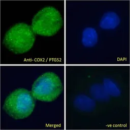 Anti-COX2 antibody, C-term used in Immunocytochemistry/ Immunofluorescence (ICC/IF). GTX15839