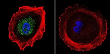 Anti-AP2 alpha antibody [3B5] used in Immunocytochemistry/ Immunofluorescence (ICC/IF). GTX15878
