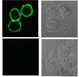 Anti-BAFF antibody [Buffy-1] used in Immunocytochemistry/ Immunofluorescence (ICC/IF). GTX16107