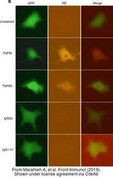Anti-TNF Receptor I antibody [HM104] (PE) used in Immunocytochemistry/ Immunofluorescence (ICC/IF). GTX16198