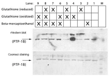 Anti-Glutathione antibody [D8] used in Western Blot (WB). GTX16200