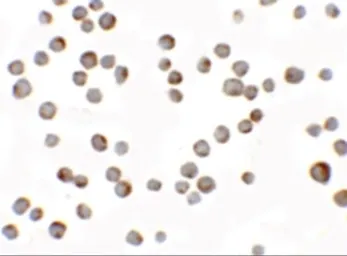 Anti-HIGD1A antibody used in Immunocytochemistry/ Immunofluorescence (ICC/IF). GTX16279