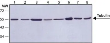 Anti-Tubulin (Acetyl Lys40) antibody [6-11B-1] used in Western Blot (WB). GTX16292