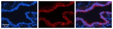Anti-GCLC antibody, N-term used in IHC (Paraffin sections) (IHC-P). GTX16315