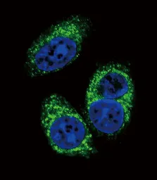 Anti-TGF beta 2 antibody [220ct16.4.3.1] used in Immunocytochemistry/ Immunofluorescence (ICC/IF). GTX16335