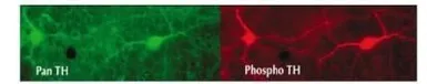 Anti-Tyrosine Hydroxylase (phospho Ser40) antibody used in IHC (Frozen sections) (IHC-Fr). GTX16557