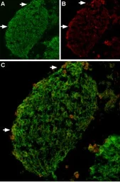 Anti-VRL1 antibody used in IHC (Frozen sections) (IHC-Fr). GTX16610