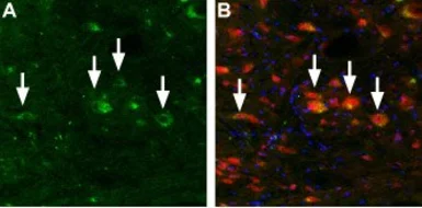 Anti-MCOLN3 antibody used in IHC (Frozen sections) (IHC-Fr). GTX16617