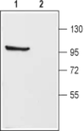 Anti-Kv3.1 antibody used in Western Blot (WB). GTX16641