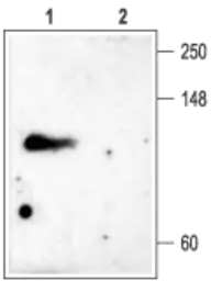 Anti-KCNC4 antibody used in Western Blot (WB). GTX16643