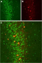 Anti-KCNMB2 antibody used in IHC (Frozen sections) (IHC-Fr). GTX16645
