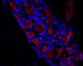 Anti-HCN3 antibody used in IHC (Frozen sections) (IHC-Fr). GTX16656