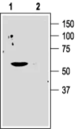 Anti-Kv1.3 antibody used in Western Blot (WB). GTX16679
