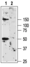 Anti-Kv1.3 antibody used in Western Blot (WB). GTX16679