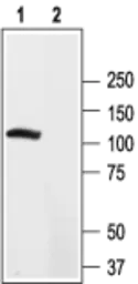 Anti-Kv2.2 antibody used in Western Blot (WB). GTX16692