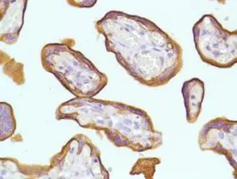 Anti-Placental Alkaline Phosphatase antibody [SP15] used in Immunohistochemistry (IHC). GTX16695