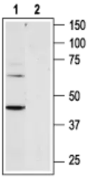 Anti-P2Y6 antibody used in Western Blot (WB). GTX16829