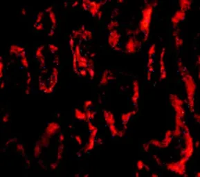 Anti-BANF1 antibody used in IHC (Paraffin sections) (IHC-P). GTX16987