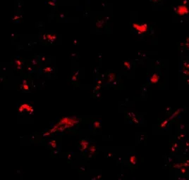 Anti-NANOS1 antibody used in IHC (Paraffin sections) (IHC-P). GTX17009