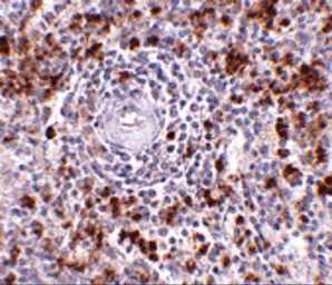 Anti-EBI3 antibody used in IHC (Paraffin sections) (IHC-P). GTX17030