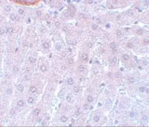 Anti-CDC27 antibody used in IHC (Paraffin sections) (IHC-P). GTX17058
