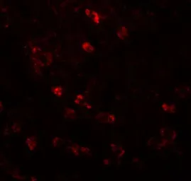 Anti-Apc6 antibody used in IHC (Paraffin sections) (IHC-P). GTX17065