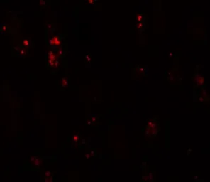 Anti-BANP antibody used in IHC (Paraffin sections) (IHC-P). GTX17092