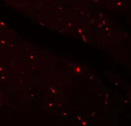 Anti-Klotho antibody used in IHC (Paraffin sections) (IHC-P). GTX17093