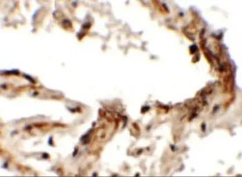 Anti-EMX2 antibody used in IHC (Paraffin sections) (IHC-P). GTX17164