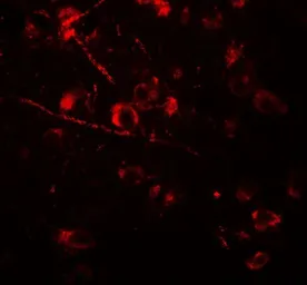 Anti-AMIGO1 antibody used in IHC (Paraffin sections) (IHC-P). GTX17210