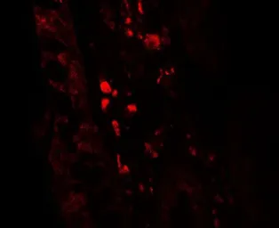 Anti-GLIPR1 antibody used in IHC (Paraffin sections) (IHC-P). GTX17212