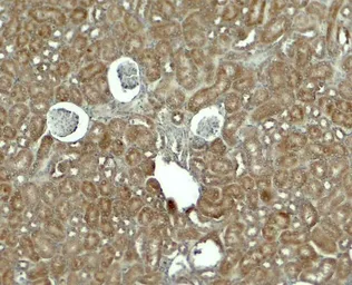 Anti-RHOG antibody used in IHC (Paraffin sections) (IHC-P). GTX17227