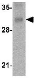 Anti-ORAI3 antibody [1B4F1] used in Western Blot (WB). GTX17268