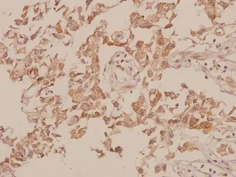Anti-M-Cadherin antibody used in IHC (Paraffin sections) (IHC-P). GTX17434