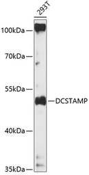 Anti-DCSTAMP antibody used in Western Blot (WB). GTX17562