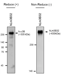 Anti-Laminin alpha 3B antibody [F7] used in Western Blot (WB). GTX17684