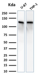 Anti-Vinculin antibody [VCL/2572] used in Western Blot (WB). GTX17827