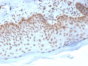 Anti-Emerin antibody [EMD/2168] used in IHC (Paraffin sections) (IHC-P). GTX17952