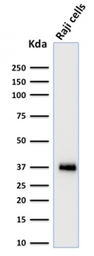 Anti-BOB1 antibody [BOB1/2424] used in Western Blot (WB). GTX17982